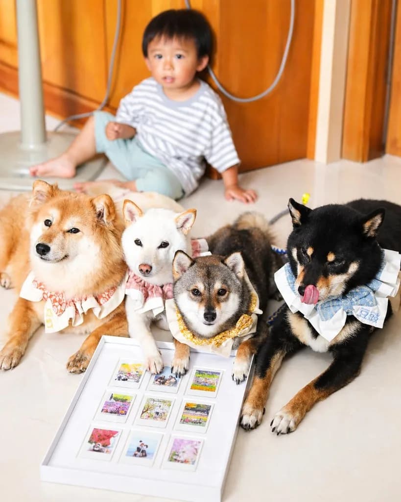 小朋友與多隻柴犬展示寵物相框