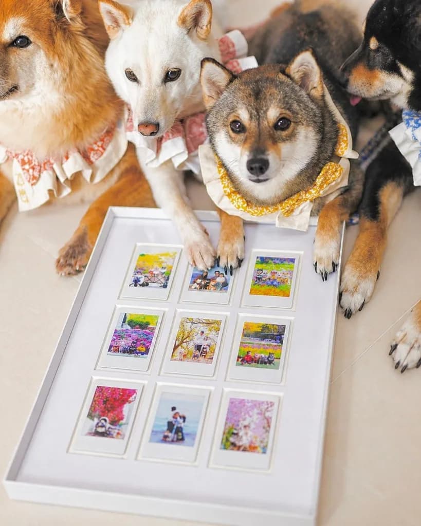 柴犬與九格寵物相框展示
